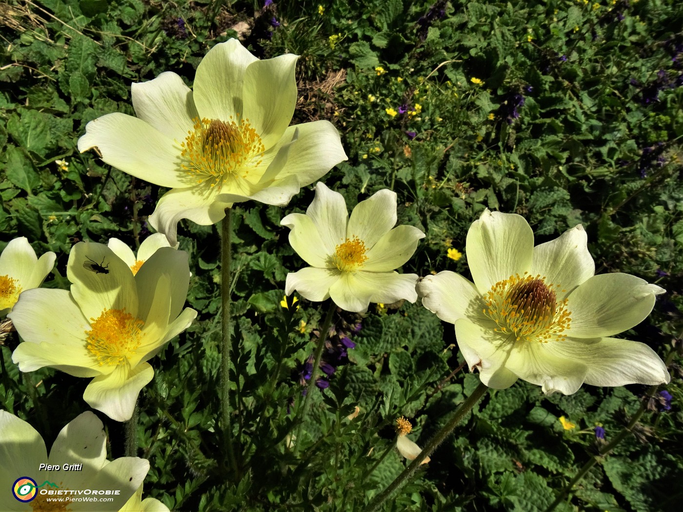 50 Pulsatilla alpina sulphurea (Pulsatilla alpina sulfurea) con ospite.JPG